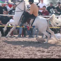 اسب عرب نریان