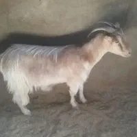 میش لاکن ابستن دوتا و جفت بز خونگی مورسیا|حیوانات مزرعه|نائین, |دیوار