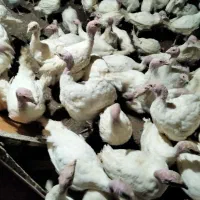 بوقلمون بیوتی 9