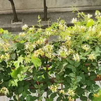 گل یاس امین الدوله معطر