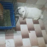 خرگوش جفت لوپ با توله