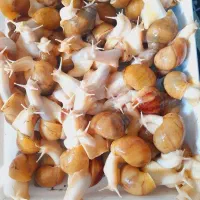 حلزون و خاویار حلزون آلبینو