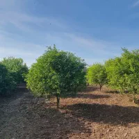 11000-متر-زمین-کشاورزی-بن-جعفر