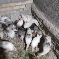 فروش.تعدادبوقلموی.امسالی