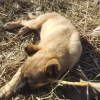 توله سگ محلی