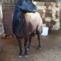 قوچ افشار|حیوانات مزرعه|دینور, |دیوار