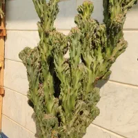 کاکتوس صخره‌ای پر ۷۵ سانتی فوق‌العاده پر و خاص|گل و گیاه طبیعی|قرچک, باقرآباد|دیوار