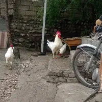خروس سفید /خروس محلی /مرغ /خروس