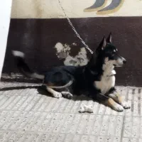 سگ هاسکی|سگ|گرگان, |دیوار