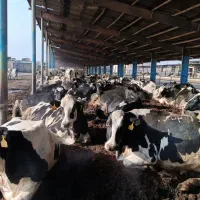 فروش گاوداری