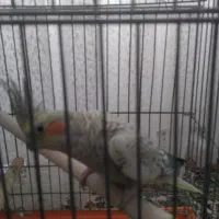 عروس هلندی|پرنده|تهران, مسعودیه|دیوار