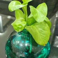 واگذاری یا شراکت در کافه