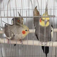 عروس هلندی نر ماده سخنگو|پرنده|چغادک, |دیوار