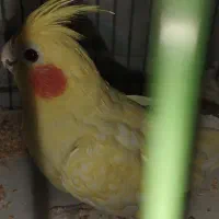 طوطی عروس هلندی