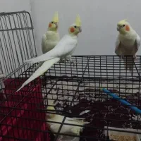 انواع عروس هلندی لوتینو|پرنده|اندیمشک, |دیوار