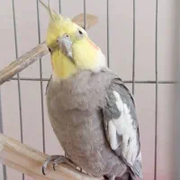 عروس هلندی نر سرحال و بازیگوش