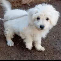 سگ پاکوتا سایز ریز