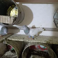 کفتر کله الماسی