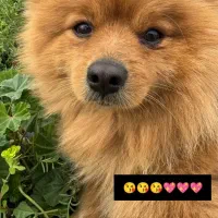 سگ پامر خرسی