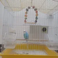 قفس به همراه‌ مرغ عشق