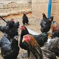 خروس برهما اصیل|حیوانات مزرعه|شیراز, شهرک فجر|دیوار