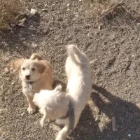 واگذاری سگ پاکوتاه|سگ|کاشان, راوند|دیوار