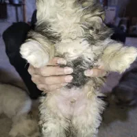 پنج تا توله سگ نژاد پامر اشپیتز قیمت خوب|سگ|برخوار, |دیوار