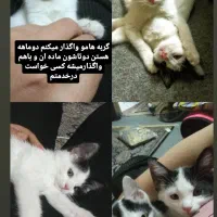 دوتاگربه رایگان