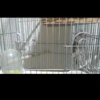 دو جفت عروس هلندی جفت خورده