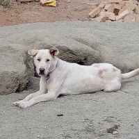 ماده پژدر|سگ|صالح آباد, |دیوار