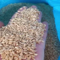 فروش گندم بذری دیم اذر ۲