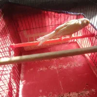 قناری کشیده بلند|پرنده|همدان, |دیوار