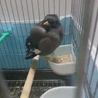 مرغ مینا|پرنده|سبزوار, امیر کبیر|دیوار