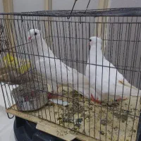 کبوتر کشیده خوش استایل|پرنده|ایذه, |دیوار