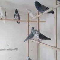 فروشی فوری کفتر طهرانی پرشی