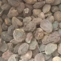 زردالو باهسته شیرین