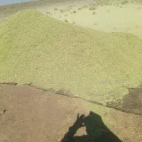 خارشتر|گل و گیاه طبیعی|سبزوار, رباط|دیوار