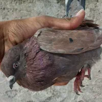 کفتر پرشی|پرنده|یزد, |دیوار