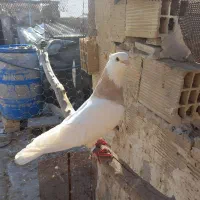 سلام یک جفت طوقی تمییز به شرط تخم آماده گرم کردن|پرنده|بندر ماهشهر, |دیوار