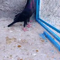 زاغ سیستان سرخ