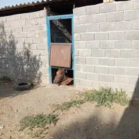 پانسیون اسب همراه با رسیدگی در بهتریم لوکیشن|اسب و تجهیزات اسب‌سواری|مشهد, توس (بلوار توس)|دیوار