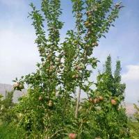 خریدوفروش  میوه روی درخت|خدمات باغبانی و درختکاری|خمینی‌شهر, |دیوار
