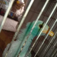 جوجه رنگی. تمیز بازیگوش.