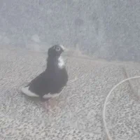 کفتر پلنگ|پرنده|کرمان, |دیوار