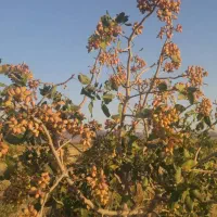 فروش باغ پسته و آب شیرین واقع در سلطان آباد