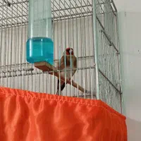 سهره زیبا،داغسر