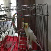 عروس هلندی لوتینو نر