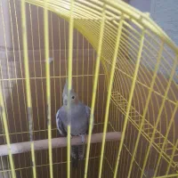 فروشی عروس هلندی