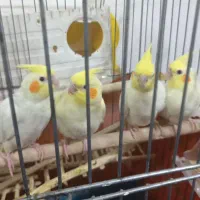جوجه عروس هلندی ۴۰ روزه