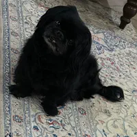 گمشده بیماری قلبی داره مژدگانی عالی|حیوانات|تهران, مسعودیه|دیوار